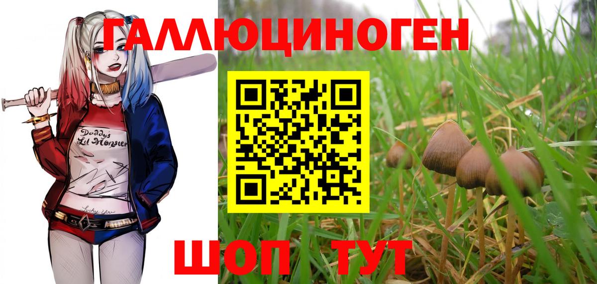 Псилоцибиновые грибы прущие грибы Новороссийск